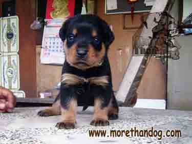 ขายลูกร็อตไวเลอร์ Rottweiler