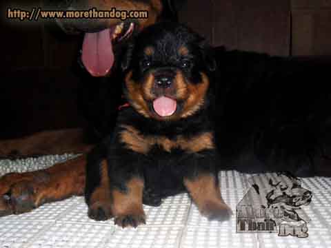 ขายลูกร็อตไวเลอร์(rottweiler)D-LITTER สายพันธุ์แท้