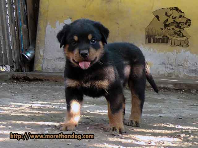 ขายลูกร็อตไวเลอร์(rottweiler)F-Litterสายเลือดดี โครงสร้างใหญ่