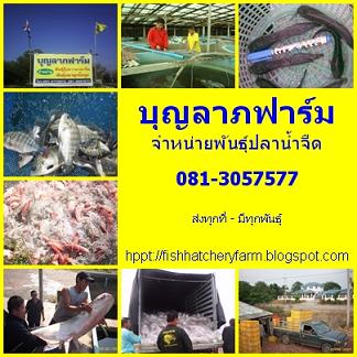 พันธุ์ปลาดุก 081-3057577