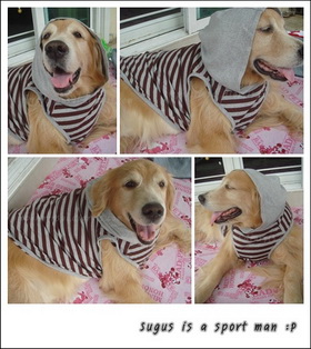 things-for-dog-ขายผ้ายางกันลื่น-เสื้อผ้าสุนัขพันธุ์ใหญ่ทุกสา