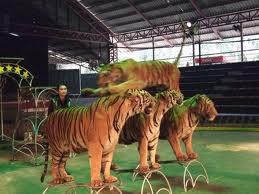 sriracha-tiger-zoo--chonburi-สวนเสือศรีราชา-ชลบุรี