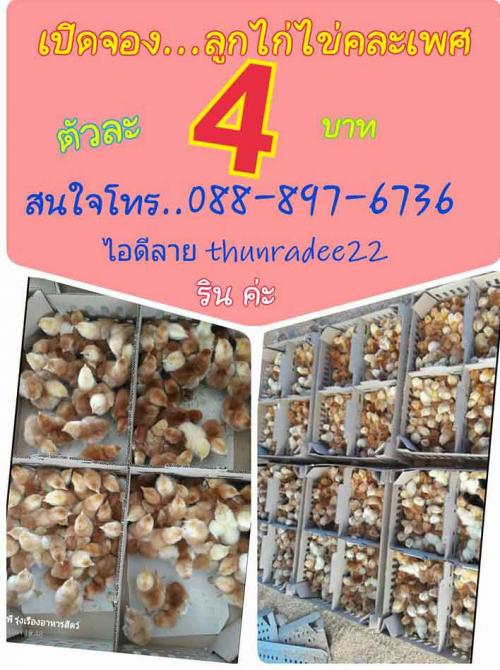 จำหน่ายกรงตับใส่ไก่-ไก่สาวพร้อมไข่-ลูกไก่ไข่-เป็ดไข่-ลูกเป็ด