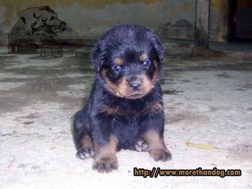 ชายลูกร็อตไวเลอร์rottweilerตัดหางแล้ว-จากฟาร์ม