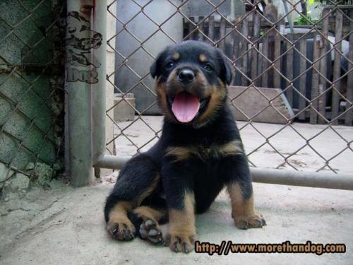 ขายลูกสุนัขสายพันธุ์ร็อตไวเลอร์rottweilerคอกตัวเจ-จากฟาร์ม